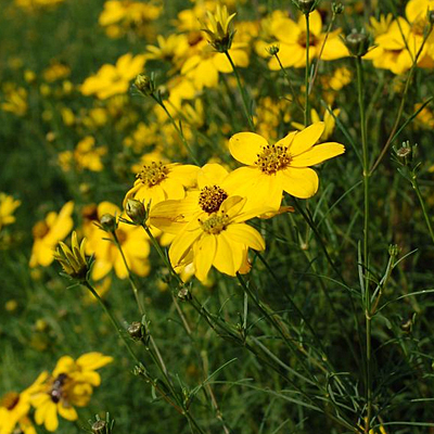 Coreopsis verticillata