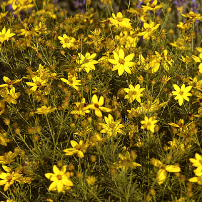 Coreopsis v. 'Zagreb'