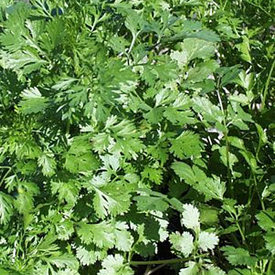Cilantro