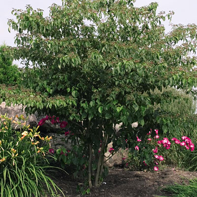 Cornus alternifolia