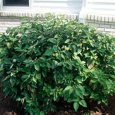 Cornus amomum