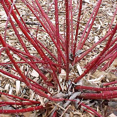 Cornus ser. 'Baileyi'