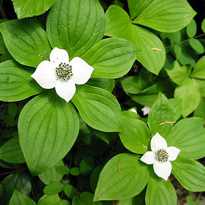 Cornus canadensis