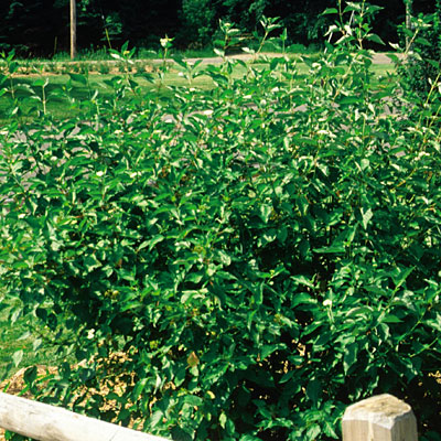 Cornus ser. 'Cardinal'