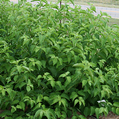 Cornus amomum 'Cayenne'
