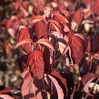 Cornus x 'Celestial'