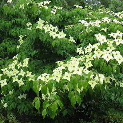 Cornus k. var. chinensis