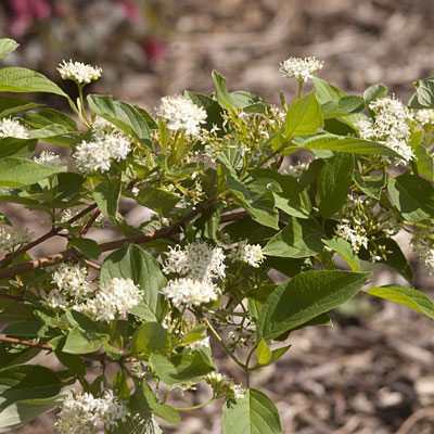 Cornus ser. 'Firedance'