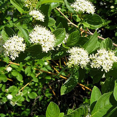 Cornus ser. 'Flaviramea'