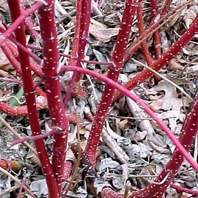 Cornus ser. 'Isanti'
