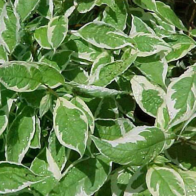 Cornus alba 'Ivory Halo'