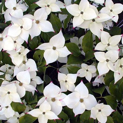 Cornus kousa