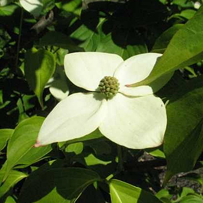 Cornus k. 'Madison'