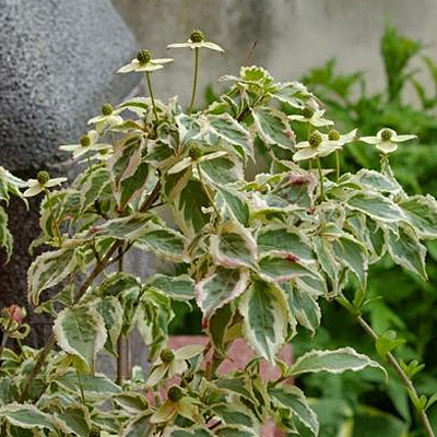 Cornus k. 'Melanie'