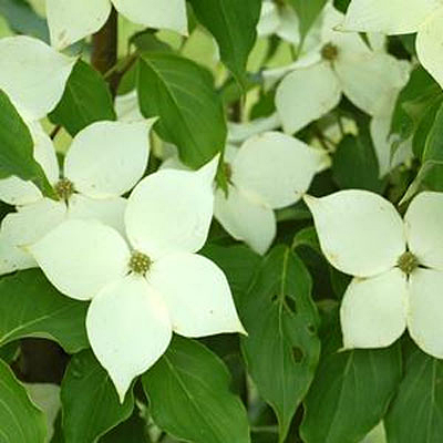 Cornus k. 'Milky Way'