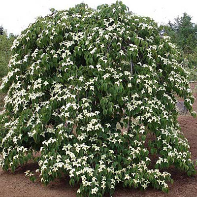 Cornus k. 'Pendula'