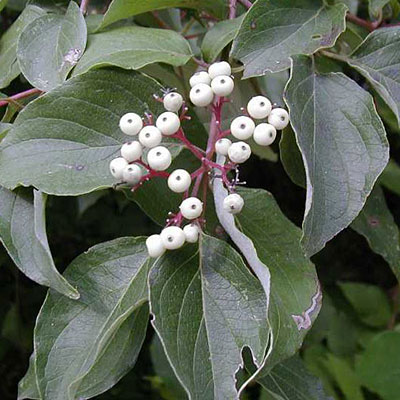 Cornus racemosa