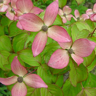 Cornus k. 'Satomi'