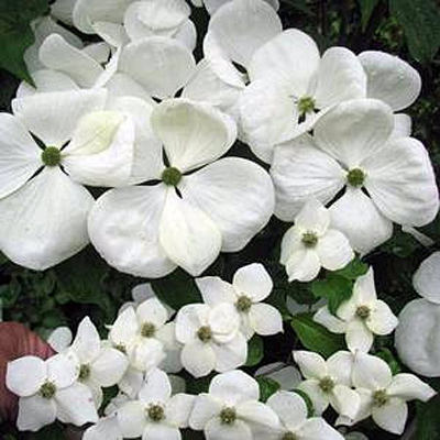Cornus x 'Venus'