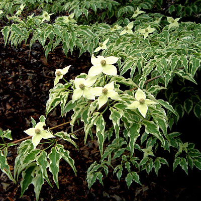 Cornus k. 'Wolf Eyes'