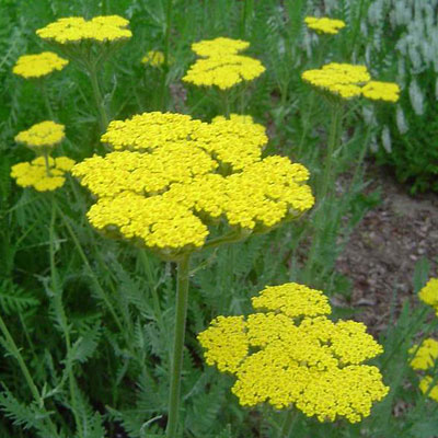 Achillea f. 'Coronation Gold'