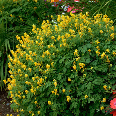Corydalis lutea