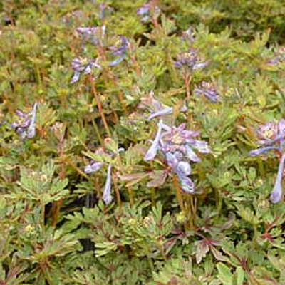 Corydalis x 'Purple Leaf'