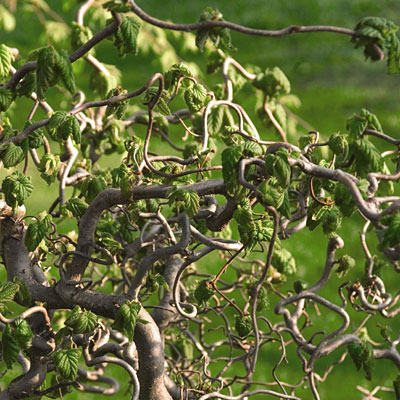 Corylus a. 'Contorta'