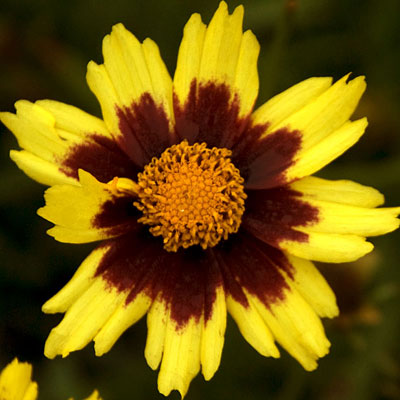 Coreopsis x 'Cosmic Eye'