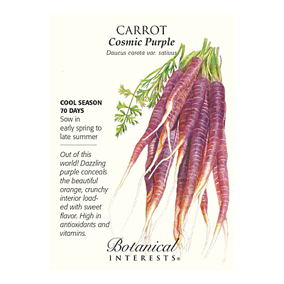 Seeds - BI Carrot Cosmic Purple