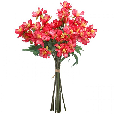 Cosmos Bundle - Beauty