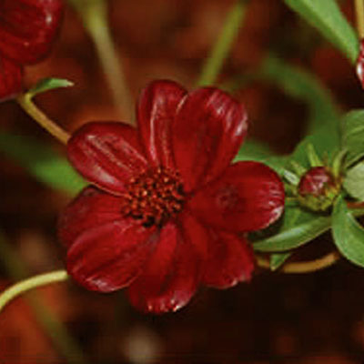 Cosmos atrosanguineus 'Choca Mocha'