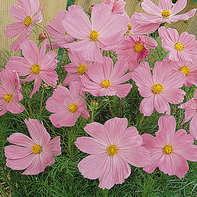 Cosmos 'Sonata Pink'