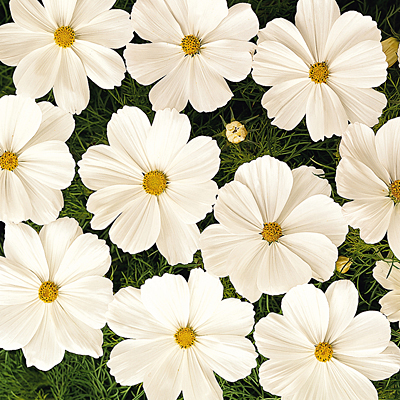 Cosmos 'Sonata White'