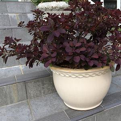 Cotinus c. 'Velveteeny'