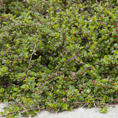Cotoneaster apiculatus