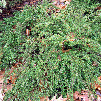 Cotoneaster ad. 'Little Gem'