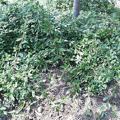 Cotoneaster s. 'Repandens'