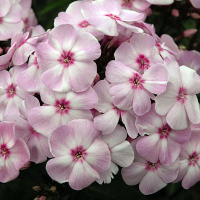 Phlox p. 'Cotton Candy'