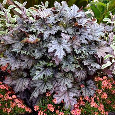 Heucherella 'Cracked Ice'