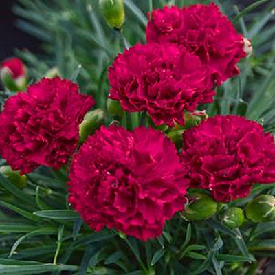 Dianthus x 'Fruit Punch Cranberry Cocktail'