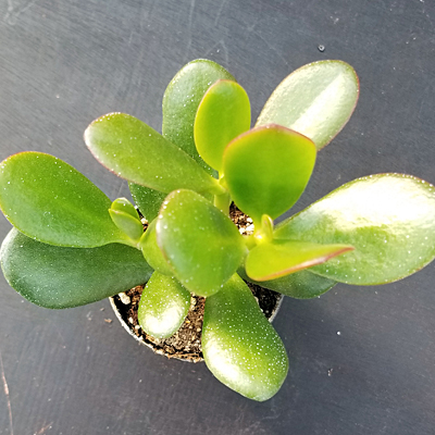 Crassula ovata