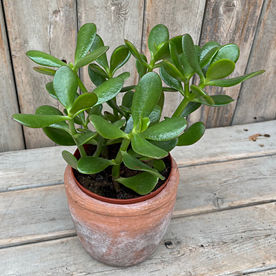 Crassula ovata 'Sunset'