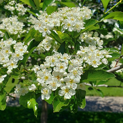 Crataegus