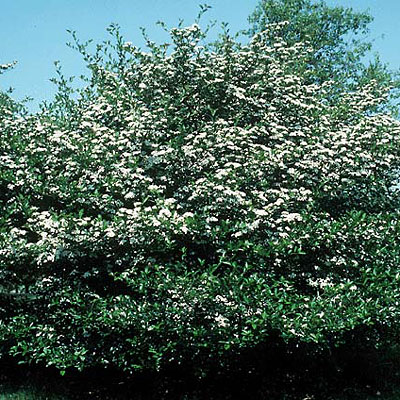 Crataegus crus. var. inermis