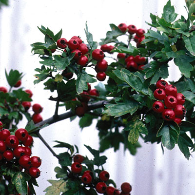 Crataegus x mordenensis 'Toba'