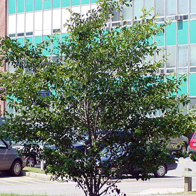 Crataegus v. 'Winter King'
