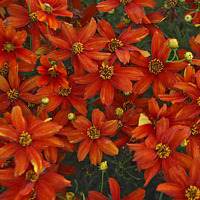 Coreopsis v. 'Crazy Cayenne'