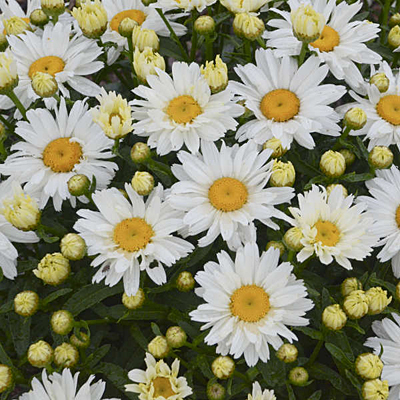Leucanthemum x s. 'Cream Puff'
