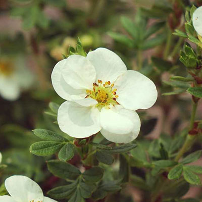 Potentilla f. 'Creme Brulee'